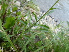 Leucanthemum vulgare
