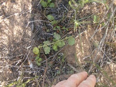 Hermannia scabricaulis