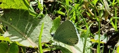 Celastrina argiolus