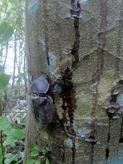 Trypoxylus dichotomus tsunobosonis