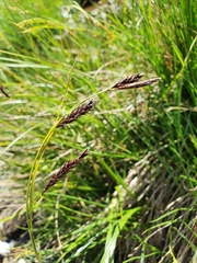 Carex frigida