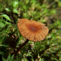 Laccaria ohiensis