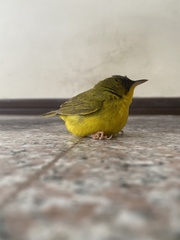 Geothlypis auricularis