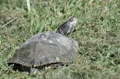 Trachemys scripta troostii