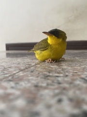 Geothlypis auricularis