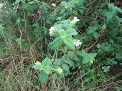 Lantana radula