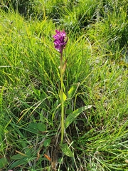 Dactylorhiza lapponica