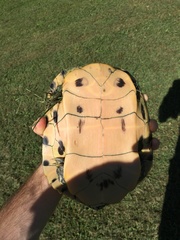 Trachemys scripta troostii