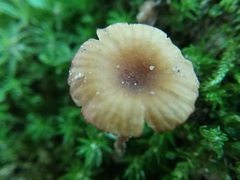 Laccaria ohiensis
