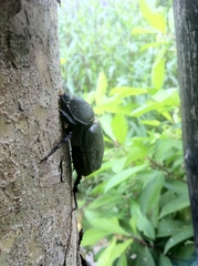 Trypoxylus dichotomus tsunobosonis