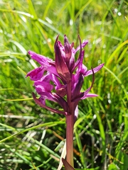 Dactylorhiza lapponica