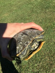 Trachemys scripta troostii