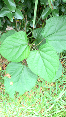 Clerodendrum bungei
