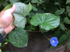 Ipomoea nil