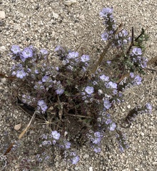 Phacelia vallis-mortae