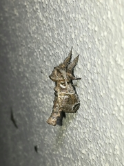 Inguromorpha arcifera