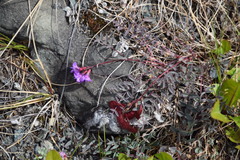 Astragalus nutzotinensis