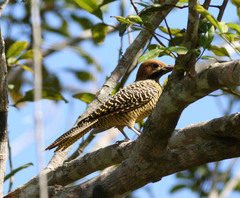 Colaptes fernandinae