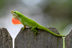 Green Anole photo 5