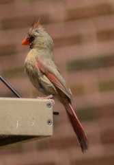 Cardinalis cardinalis