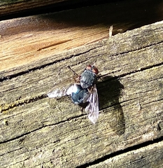 Calliphora vicina