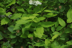 Spiraea chamaedryfolia