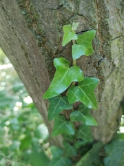 Hedera helix