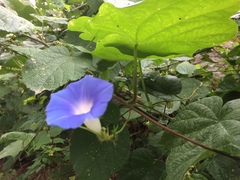 Ipomoea nil