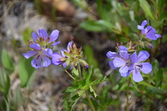 Geranium erianthum