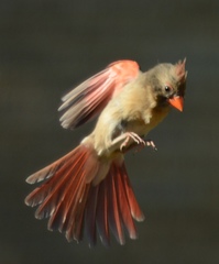 Cardinalis cardinalis