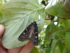 Lepidoptera