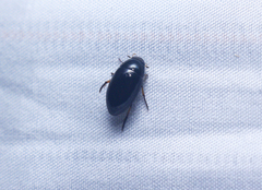 Tropisternus quadristriatus