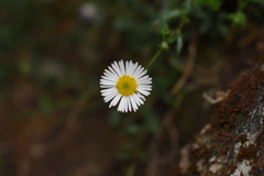 Asteraceae