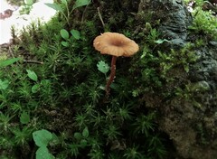 Laccaria ohiensis