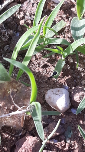 Lepisiota annandaleiLepisiota annandalei