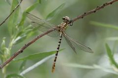 Erpetogomphus compositus