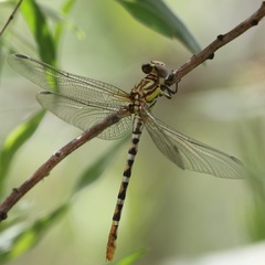 Erpetogomphus compositus