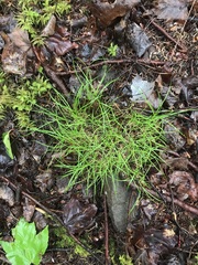 Carex disperma