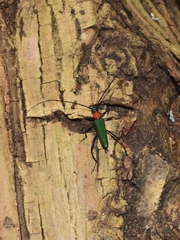 Chloridolum sieversi