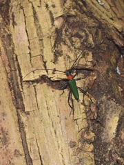 Chloridolum sieversi