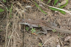 Aspidoscelis exsanguis