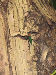 Chloridolum sieversi