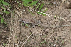 Aspidoscelis exsanguis