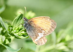 Coenonympha arcania