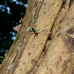 Chloridolum sieversi