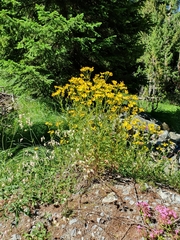 Senecio squalidus rupestris