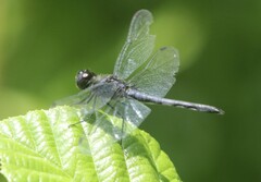 Celithemis verna