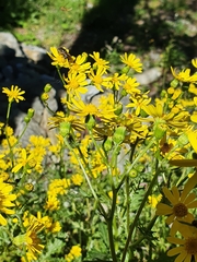 Senecio squalidus rupestris