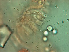 Laccaria ohiensis