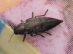 Buprestis dalmatina